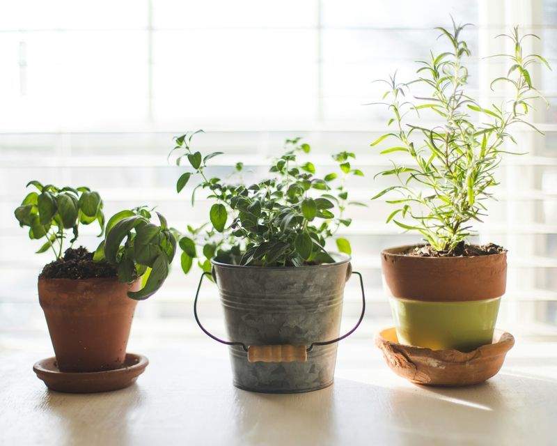 ベランダでも楽しめる季節の寄せ植えアイデア